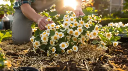 Fraisiers en fleurs : les gestes indispensables à faire dès maintenant pour garantir une récolte abondante