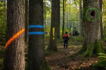 Graffitis colorés dans la forêt : il ne s’agit pas de vandalisme, mais d’un code secret utilisé par les ouvriers forestiers. Ceux qui connaissent les symboles peuvent apprendre des choses passionnantes.