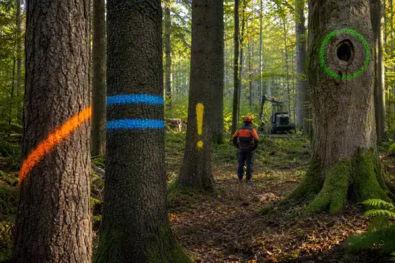 Graffitis colorés dans la forêt : il ne s’agit pas de vandalisme, mais d’un code secret utilisé par les ouvriers forestiers. Ceux qui connaissent les symboles peuvent apprendre des choses passionnantes.