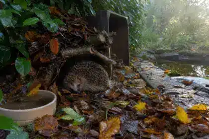 Hérissons au jardin : les gestes simples pour les aider à passer l’hiver