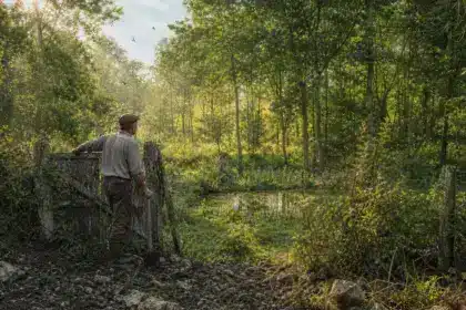 Il a planté 1 000 arbres sur un terrain en friche : dix ans plus tard, la forêt a repris ses droits