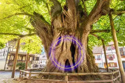 Il a plus de mille ans et pousse au milieu d’un village d’Alsace : le doyen des arbres de France n’est ni un séquoia ni un olivier