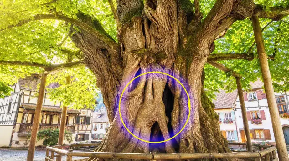 Il a plus de mille ans et pousse au milieu d’un village d’Alsace : le doyen des arbres de France n’est ni un séquoia ni un olivier