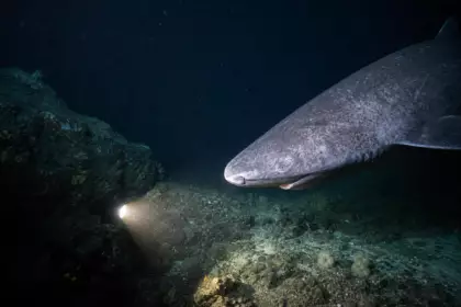 Il descend une caméra à 400 mètres de fond dans le golfe de Gascogne : au dixième essai, un requin dormeur entre dans le champ