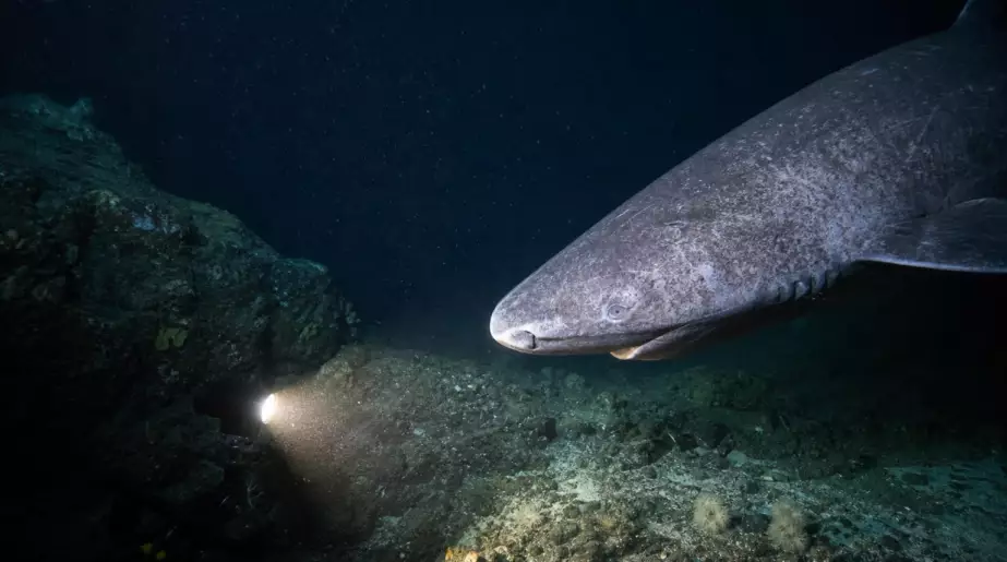 Il descend une caméra à 400 mètres de fond dans le golfe de Gascogne : au dixième essai, un requin dormeur entre dans le champ