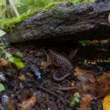 Il pose une simple planche de bois au fond de son jardin : six mois plus tard, il compte sept espèces qu’il n’avait jamais vues chez lui