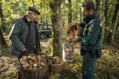 Il ramasse deux paniers de cèpes derrière chez lui comme chaque automne : le garde forestier sort un seau gradué et lui rappelle la limite des 5 litres