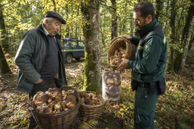 Il ramasse deux paniers de cèpes derrière chez lui comme chaque automne : le garde forestier sort un seau gradué et lui rappelle la limite des 5 litres