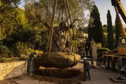 Ils déplacent un olivier de 6 tonnes et 5 fois centenaire pour l’installer dans un jardin privé : « On ne fait vraiment pas ça tous les jours »