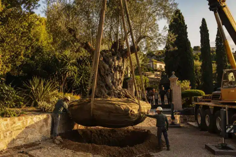 Ils déplacent un olivier de 6 tonnes et 5 fois centenaire pour l’installer dans un jardin privé : « On ne fait vraiment pas ça tous les jours »