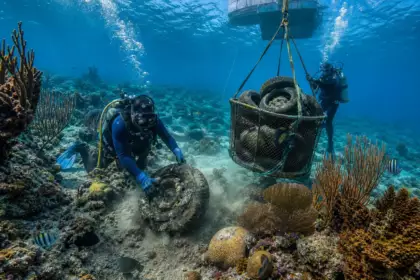 Ils ont jeté 1 000 000 de pneus dans l’océan pour sauver les poissons : cinquante ans plus tard, des plongeurs les récupèrent un par un