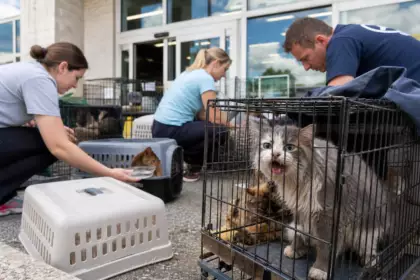 Ils partent faire leurs courses et tombent sur des cages devant le magasin : 15 chats abandonnés sauvés in extremis