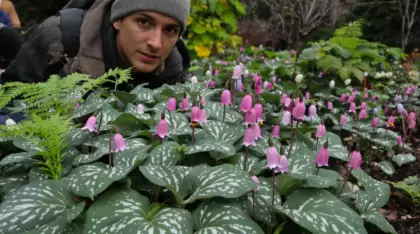 Jardiniers : cette vivace d’ombre méconnue illumine l’hiver, nourrit les abeilles et bloque les herbes