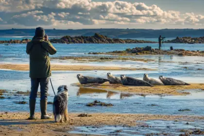 Jusqu’à cinq phoques communs observés en même temps dans la baie de Saint-Brieuc : ce que les scientifiques veulent changer pour les protéger