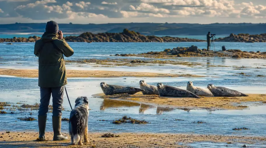 Jusqu’à cinq phoques communs observés en même temps dans la baie de Saint-Brieuc : ce que les scientifiques veulent changer pour les protéger