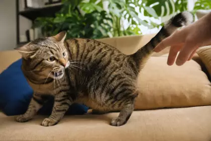 Le vétérinaire est clair : caresser son chat à cet endroit précis peut déclencher une morsure, même chez l’animal le plus doux