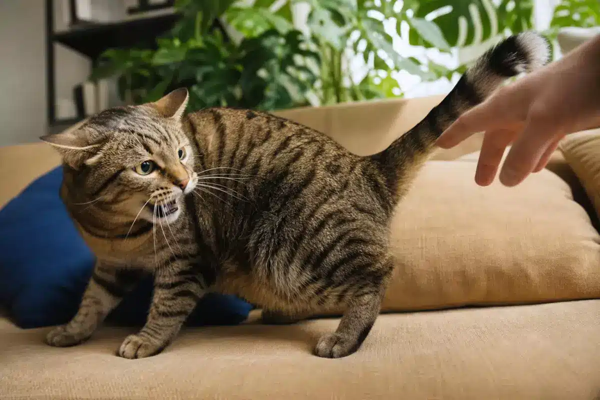 Le vétérinaire est clair : caresser son chat à cet endroit précis peut déclencher une morsure, même chez l’animal le plus doux