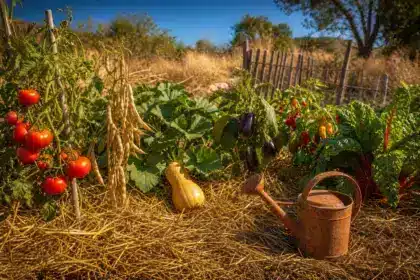 Les anciens plantaient ces 6 légumes en été sec : 50 ans plus tard, les restrictions d’eau leur donnent pleinement raison