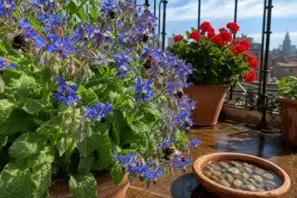 Les apiculteurs sont unanimes : votre balcon attire bien plus les abeilles si vous remplacez le géranium par la bourrache