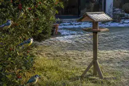 Les mésanges désertent sa mangeoire en plein hiver : l’erreur d’emplacement que commettent la plupart des jardiniers