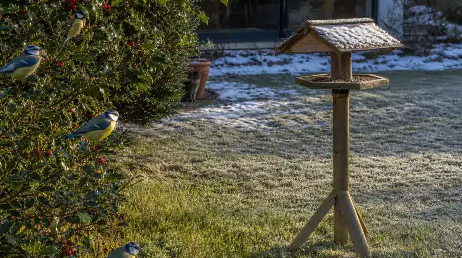 Les mésanges désertent sa mangeoire en plein hiver : l’erreur d’emplacement que commettent la plupart des jardiniers