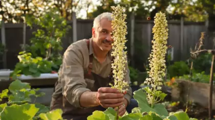 Mon voisin laisse des salades monter en graines au potager, et ce n’est pas pour nourrir les oiseaux