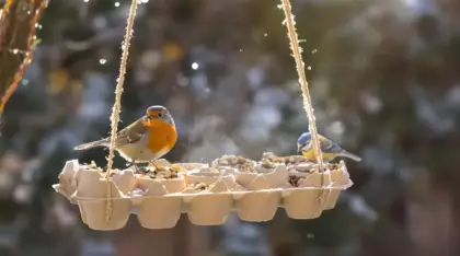 Ne jetez plus vos vieilles boîtes d’œufs, je les transforme au jardin pour attirer les oiseaux tout l’hiver