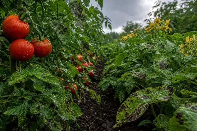 Ne plantez jamais ces deux légumes côte à côte : ce que les études disent vraiment de l’association la plus répandue au potager