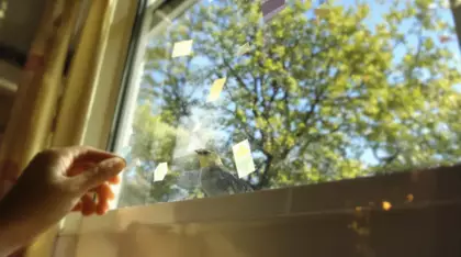 Pour sauver les oiseaux au printemps, un simple sticker sur vos fenêtres suffit vraiment