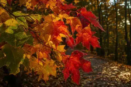 Pourquoi les feuilles changent de couleur en automne : la chimie cachée derrière le rouge et le jaune