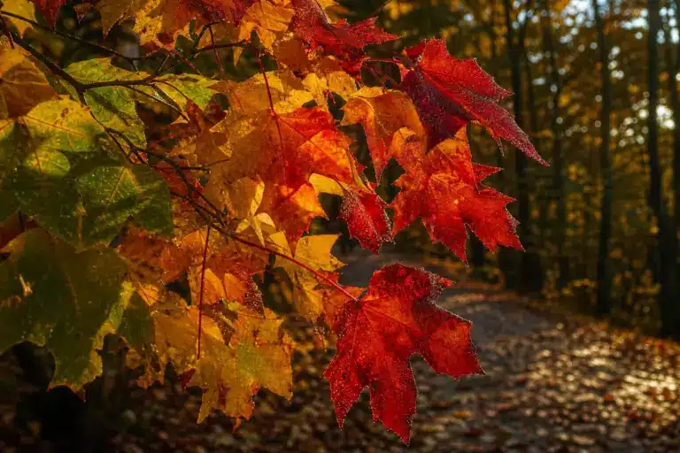 Pourquoi les feuilles changent de couleur en automne : la chimie cachée derrière le rouge et le jaune