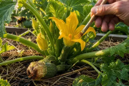 Pourquoi vos courgettes pourrissent par le bout avant d’avoir grossi : ce n’est pas une maladie, et cela se corrige facilement
