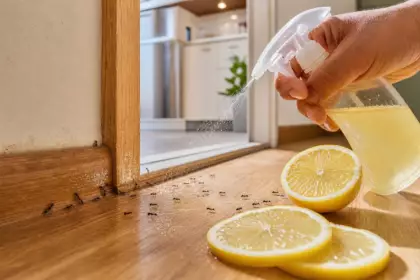 Pulvérisez ce jus de citron sur les seuils pendant trois jours : les fourmis perdent leur piste
