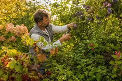 Taille des haies en septembre : voici les arbustes à couper maintenant pour une reprise saine au printemps