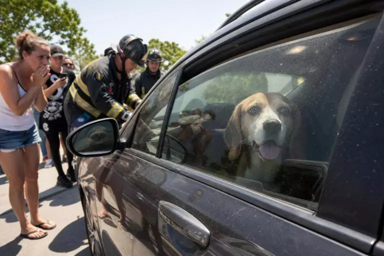 Un Beagle enfermé dans une voiture en pleine canicule : l’intervention des secours alertés par des passants