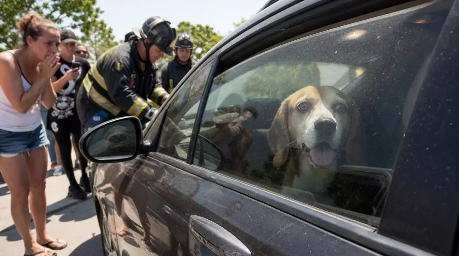 Un Beagle enfermé dans une voiture en pleine canicule : l’intervention des secours alertés par des passants