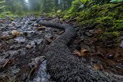 Un étrange « ver-serpent » intriguait les scientifiques depuis plus de dix ans : ils savent enfin ce que c’est
