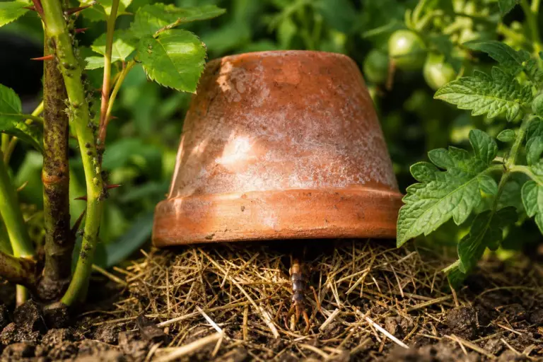 Un pot de fleurs retourné rempli de paille : ce refuge coûte 0 euro et attire l’insecte le plus utile du jardin