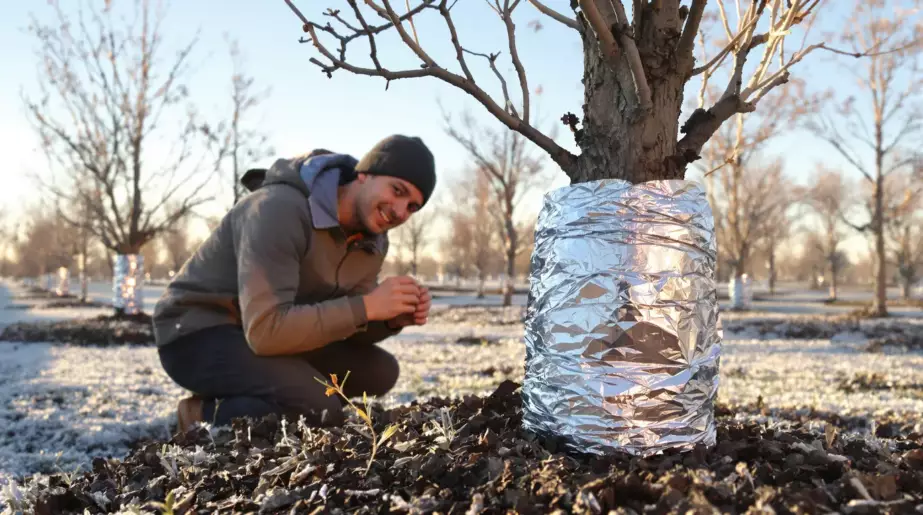 Un rouleau d’aluminium suffit pour sauver ses arbres fruitiers et éviter les dégâts chaque hiver