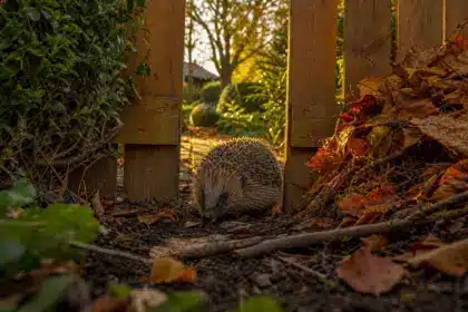 Un trou de 13 centimètres dans la clôture : le geste à faire dès maintenant au jardin pour sauver les hérissons
