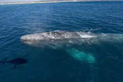 Une baleine grise, disparue de l’Atlantique depuis des siècles, refait surface à la surprise des scientifiques