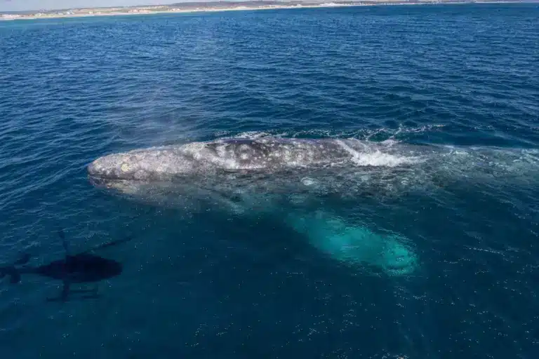 Une baleine grise, disparue de l’Atlantique depuis des siècles, refait surface à la surprise des scientifiques