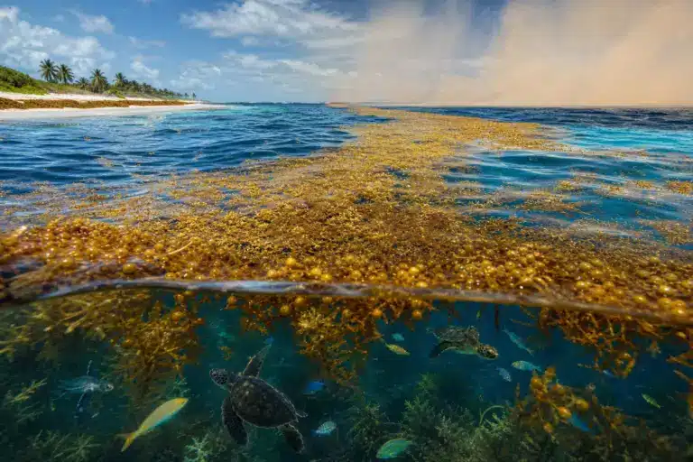 Une bande brune longue comme un continent apparaît entre l’Afrique et l’Atlantique : ce que les scientifiques y ont identifié