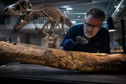 Une côte cassée du plus grand T. rex jamais découvert cachait depuis 66 millions d’années quelque chose que les scientifiques voient rarement dans un fossile