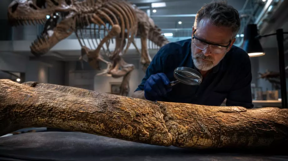 Une côte cassée du plus grand T. rex jamais découvert cachait depuis 66 millions d’années quelque chose que les scientifiques voient rarement dans un fossile