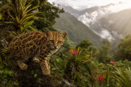 Une nouvelle espèce de chat identifiée pour la première fois depuis plus de 100 ans : voici le tilcayo, plus petit qu’un chat domestique