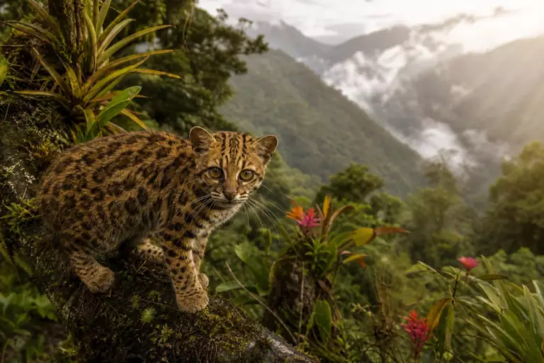 Une nouvelle espèce de chat identifiée pour la première fois depuis plus de 100 ans : voici le tilcayo, plus petit qu’un chat domestique
