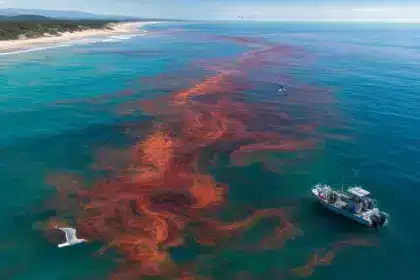 Une tache rouge apparaît soudainement dans l’océan : « Ce n’est ni du sang ni une pollution, les scientifiques ont une explication »