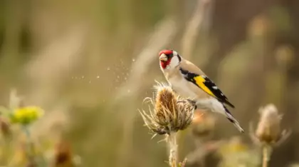 Voici la signification de la présence du magnifique chardonneret élégant dans votre jardin