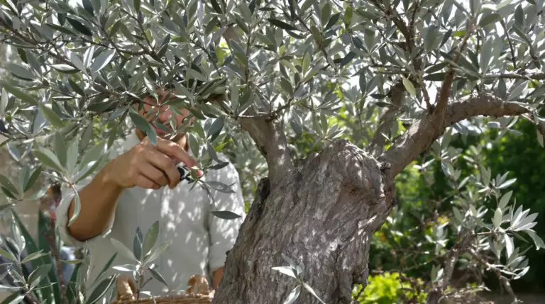 Vos oliviers produisent bien plus : 4 gestes clés à faire avant la fin avril